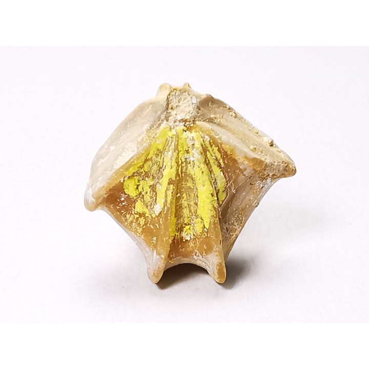 Brachiopod Cheirothyris fleuriausa - Oxfordian -  La Rochelle, FRANCE