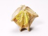 Brachiopod Cheirothyris fleuriausa - Oxfordian - La Rochelle, FRANCE