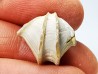 Brachiopod Cheirothyris fleuriausa - Oxfordian - La Rochelle, FRANCE