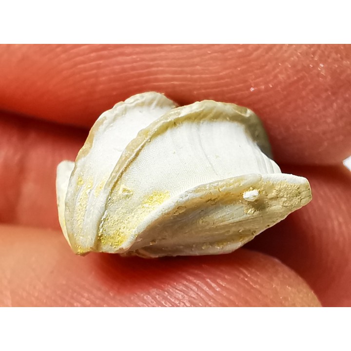 Brachiopod Cheirothyris fleuriausa - Oxfordian -  La Rochelle, FRANCE