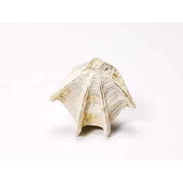 Brachiopod Cheirothyris fleuriausa - Oxfordian -  La Rochelle, FRANCE