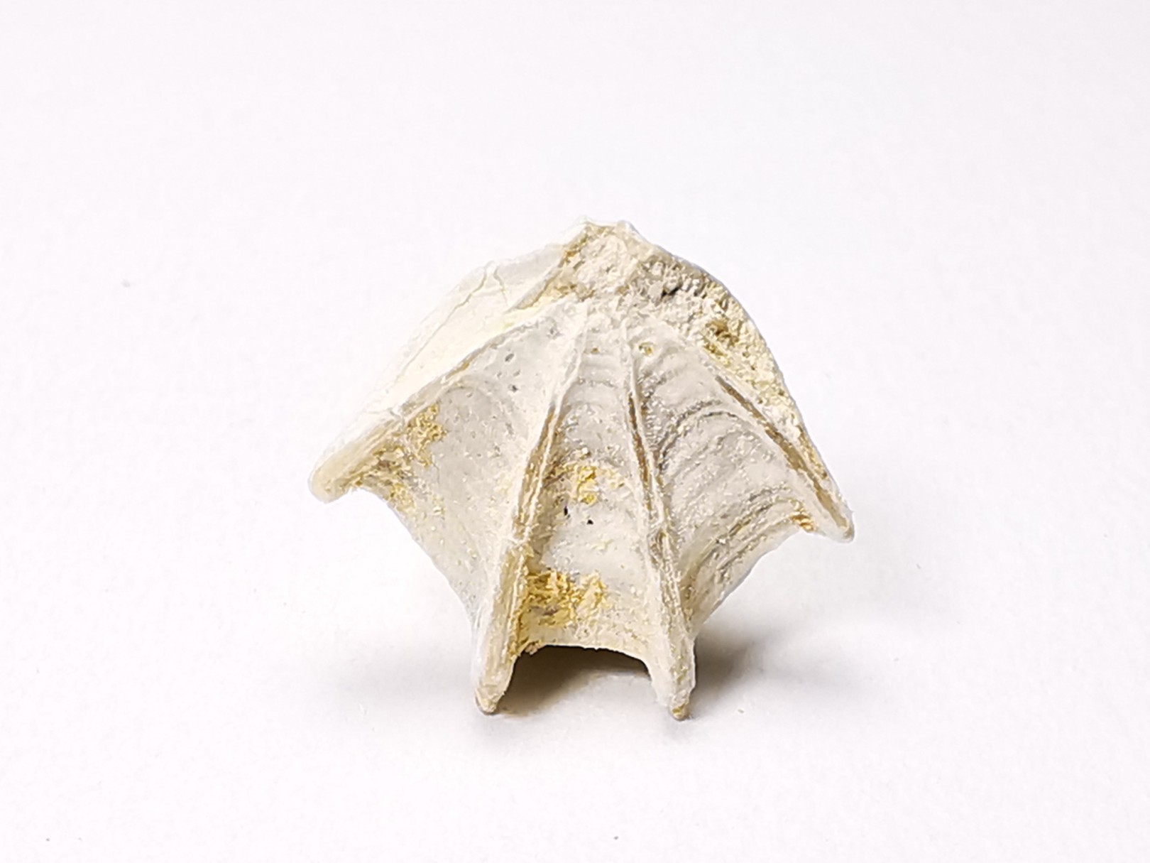 Brachiopod Cheirothyris fleuriausa - Oxfordian - La Rochelle, FRANCE