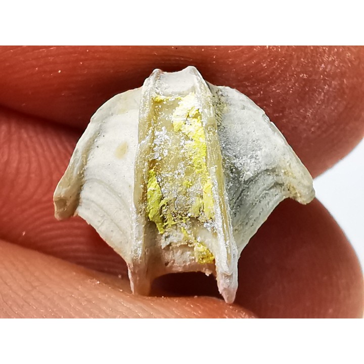 Brachiopode Cheirothyris fleuriausa - Oxfordien - La Rochelle, FRANCE