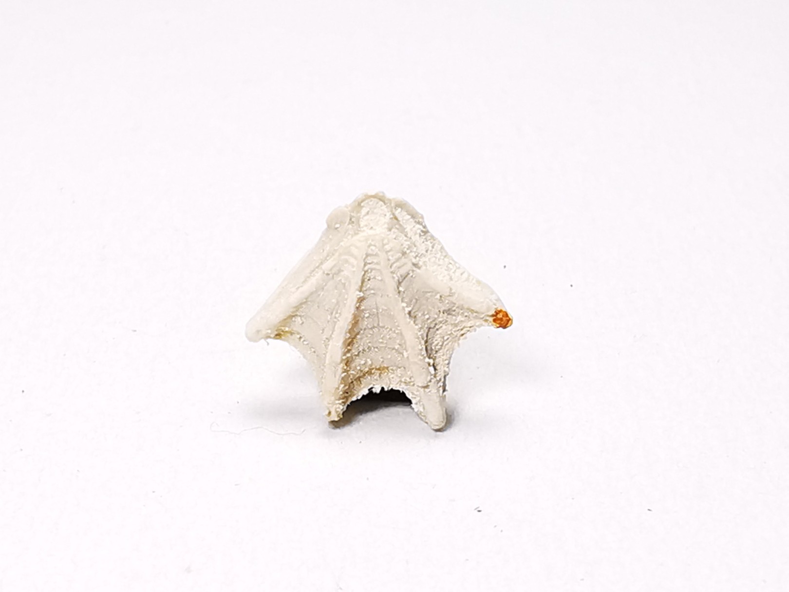 Brachiopod Cheirothyris fleuriausa - Oxfordian - La Rochelle, FRANCE