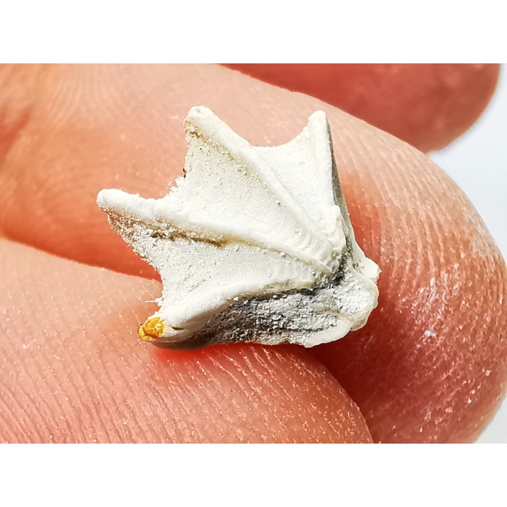 Brachiopod Cheirothyris fleuriausa - Oxfordian -  La Rochelle, FRANCE