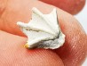 Brachiopod Cheirothyris fleuriausa - Oxfordian - La Rochelle, FRANCE