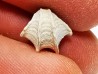 Brachiopod Cheirothyris fleuriausa - Oxfordian - La Rochelle, FRANCE