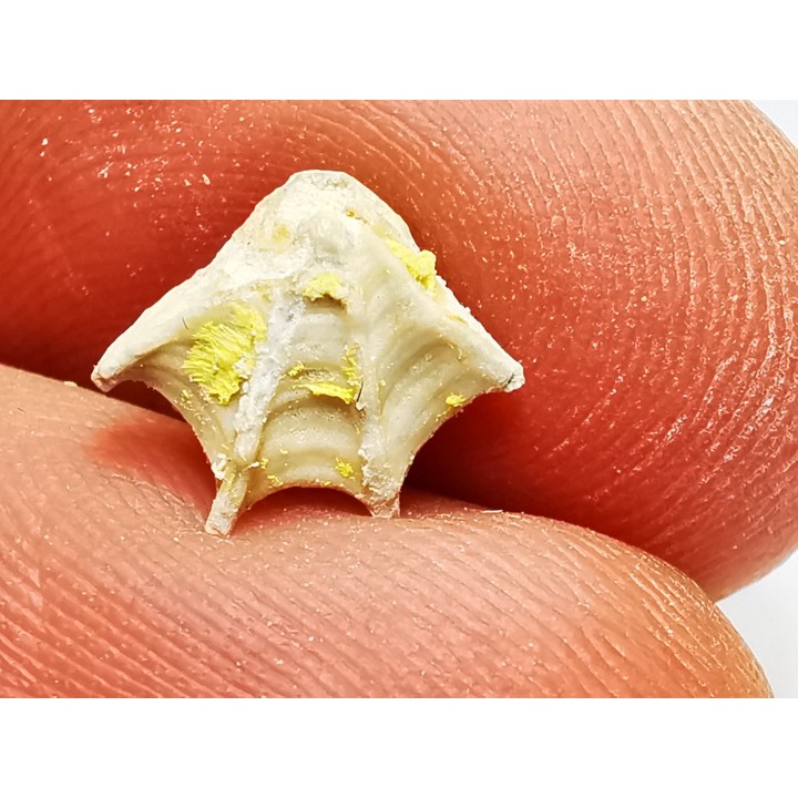 Brachiopod Cheirothyris fleuriausa - Oxfordian -  La Rochelle, FRANCE