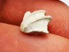 Brachiopod Cheirothyris fleuriausa - Oxfordian - La Rochelle, FRANCE
