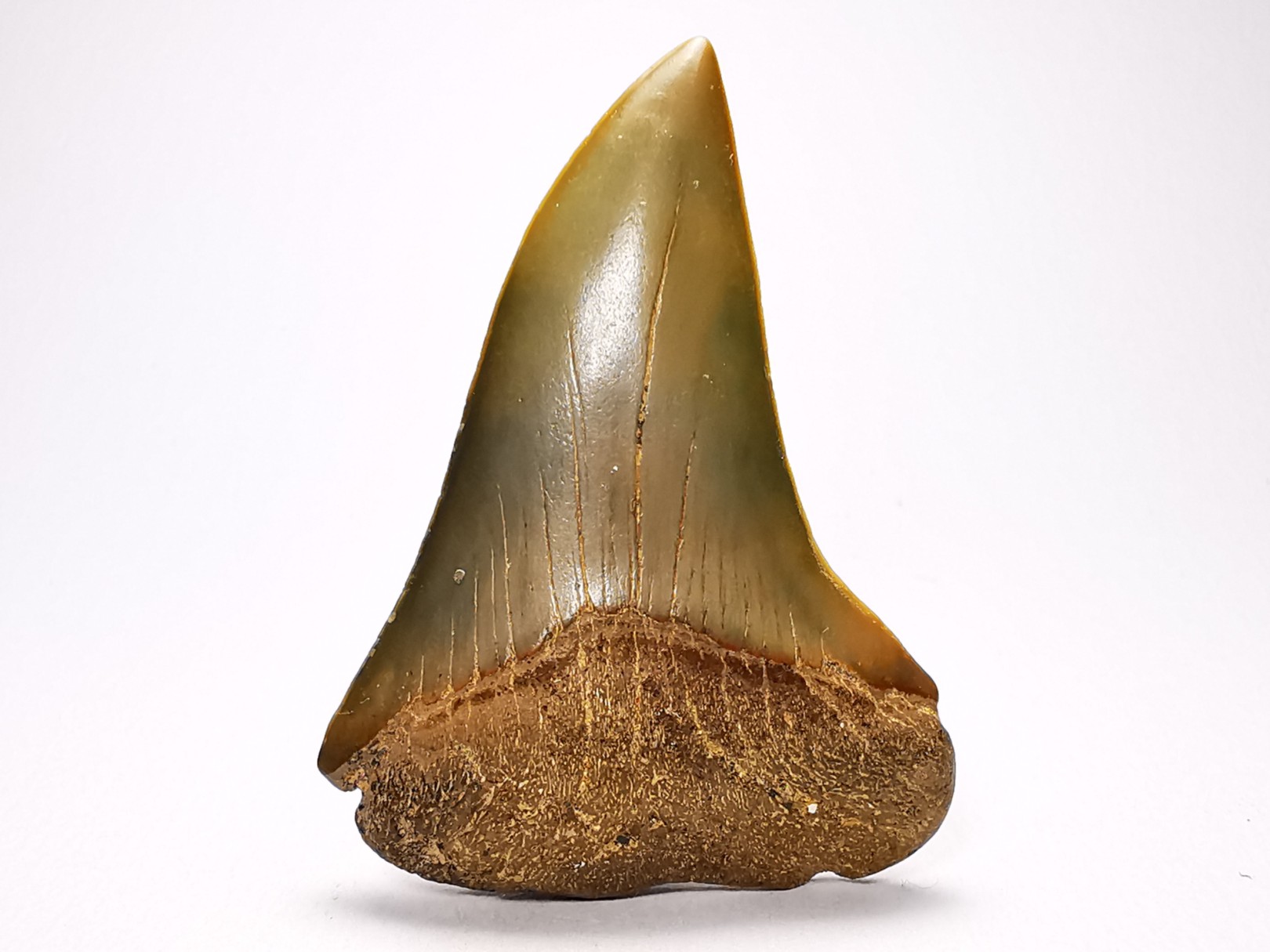 shark tooth: CARCHARODON HASTALIS, Miocene-Pliocene, Belgium