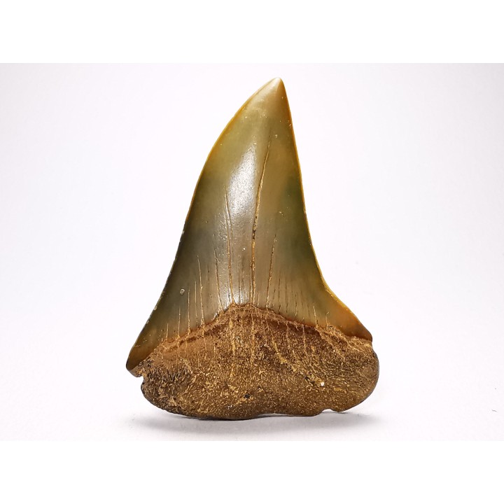 dent de requin: CARCHARODON HASTALIS - Miocène-Pliocène - Belgique