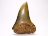 shark tooth: CARCHARODON HASTALIS, Miocene-Pliocene, Belgium