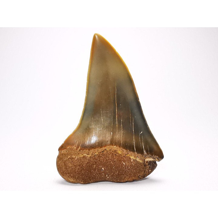 dent de requin: CARCHARODON HASTALIS - Miocène-Pliocène - Belgique