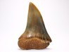 shark tooth: CARCHARODON HASTALIS, Miocene-Pliocene, Belgium