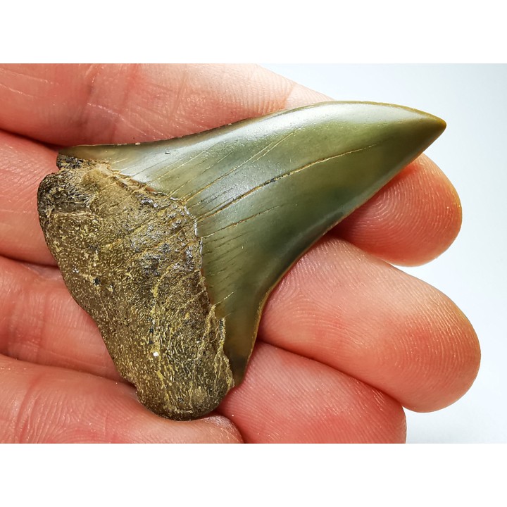 dent de requin: CARCHARODON HASTALIS - Miocène-Pliocène - Belgique