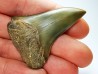 shark tooth: CARCHARODON HASTALIS, Miocene-Pliocene, Belgium