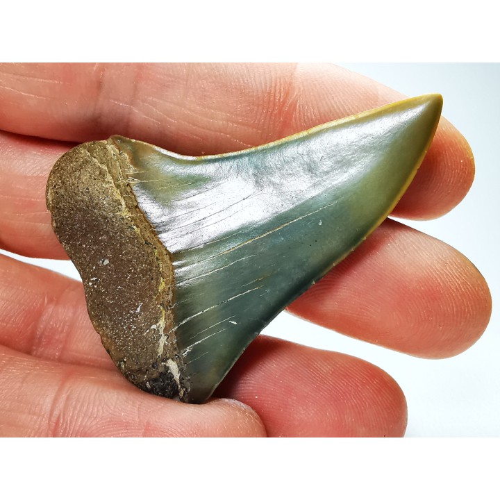 shark tooth: CARCHARODON HASTALIS,  Miocene-Pliocene, Belgium