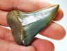 shark tooth: CARCHARODON HASTALIS, Miocene-Pliocene, Belgium