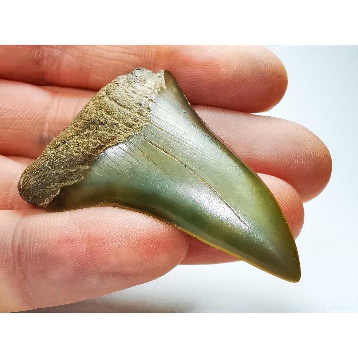 dent de requin: CARCHARODON HASTALIS - Miocène-Pliocène - Belgique