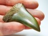 shark tooth: CARCHARODON HASTALIS, Miocene-Pliocene, Belgium
