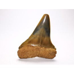 dent de requin: CARCHARODON HASTALIS - Miocène-Pliocène - Belgique