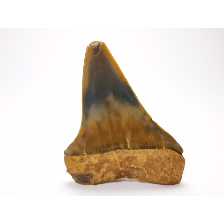 dent de requin: CARCHARODON HASTALIS - Miocène-Pliocène - Belgique