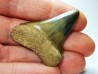 shark tooth: CARCHARODON HASTALIS,  Miocene-Pliocene, Belgium