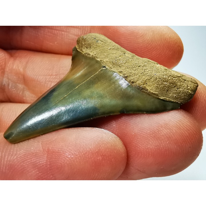 shark tooth: CARCHARODON HASTALIS,  Miocene-Pliocene, Belgium