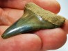 dent de requin: CARCHARODON HASTALIS - Miocène-Pliocène - Belgique