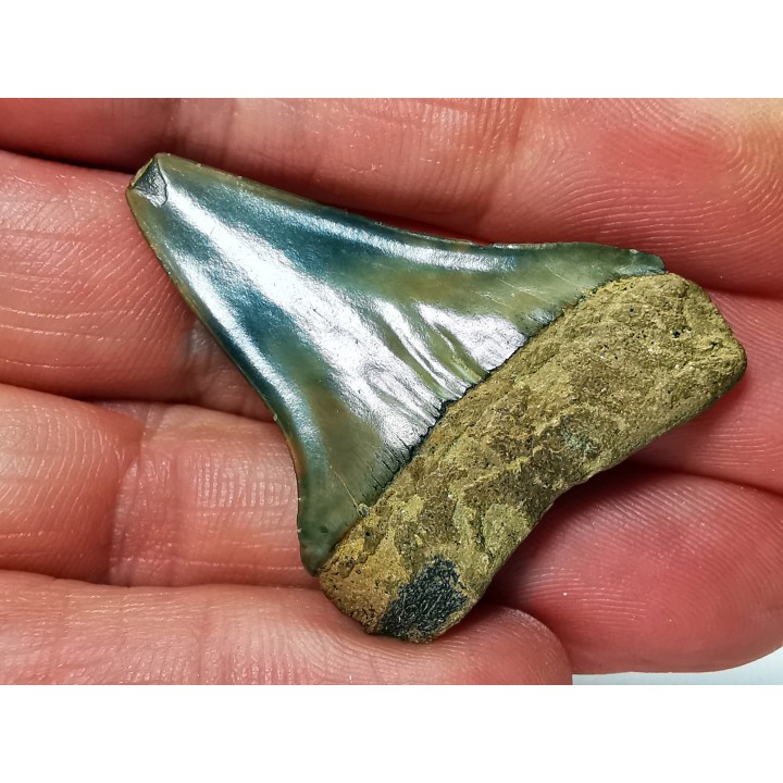 dent de requin: CARCHARODON HASTALIS - Miocène-Pliocène - Belgique