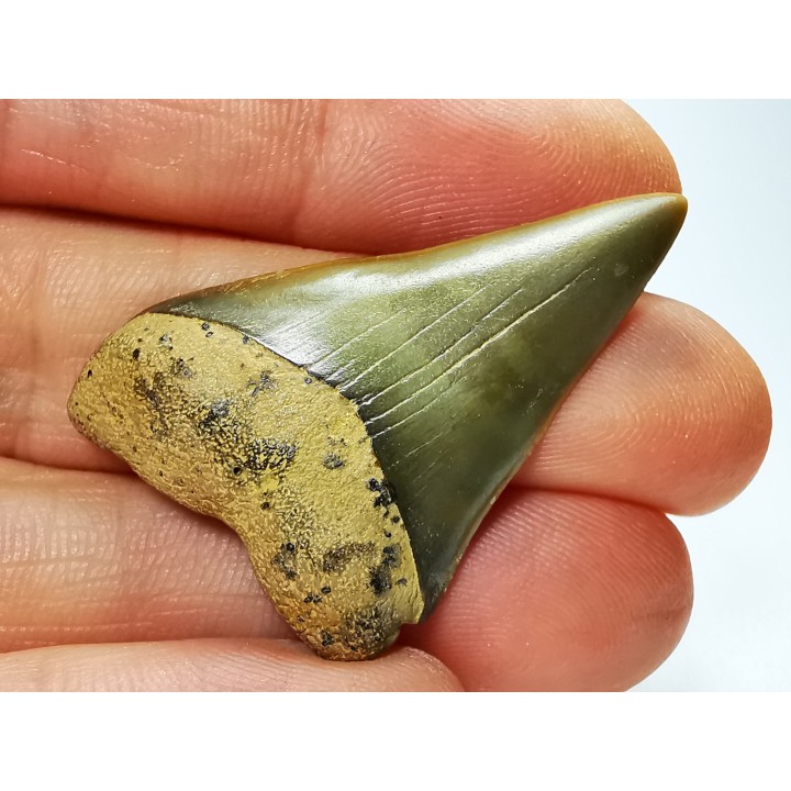dent de requin: CARCHARODON HASTALIS - Miocène-Pliocène - Belgique