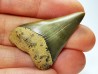 shark tooth: CARCHARODON HASTALIS,  Miocene-Pliocene, Belgium