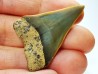 shark tooth: CARCHARODON HASTALIS,  Miocene-Pliocene, Belgium