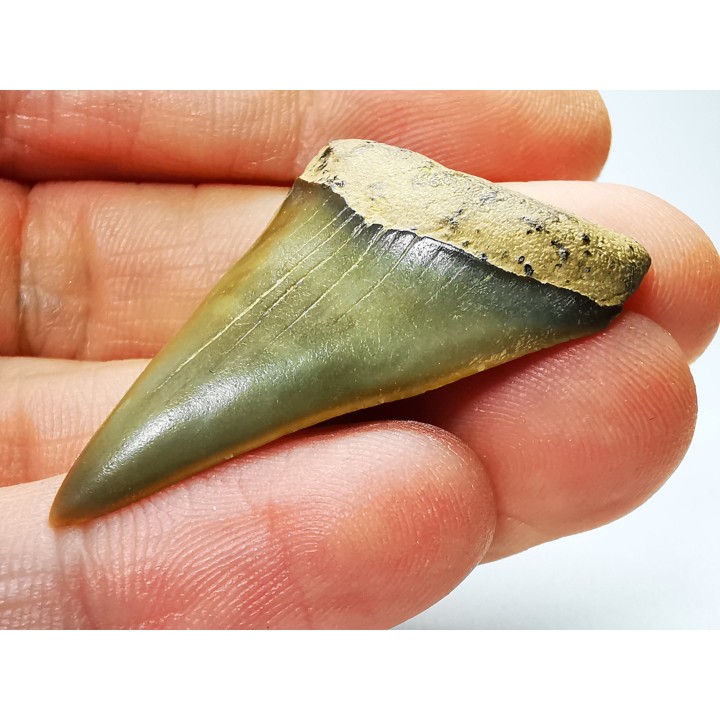 dent de requin: CARCHARODON HASTALIS - Miocène-Pliocène - Belgique