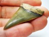 shark tooth: CARCHARODON HASTALIS,  Miocene-Pliocene, Belgium