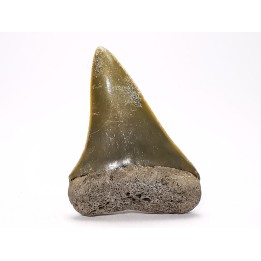 dent de requin: CARCHARODON HASTALIS - Miocène-Pliocène - Belgique