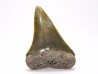 shark tooth: CARCHARODON HASTALIS, Miocene-Pliocene, Belgium