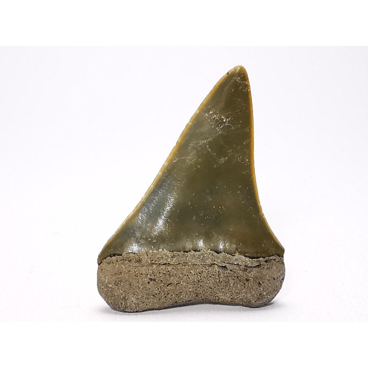 dent de requin: CARCHARODON HASTALIS - Miocène-Pliocène - Belgique