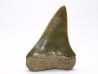 dent de requin: CARCHARODON HASTALIS - Miocène-Pliocène - Belgique