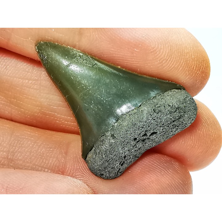 dent de requin: CARCHARODON HASTALIS - Miocène-Pliocène - Belgique