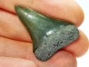shark tooth: CARCHARODON HASTALIS, Miocene-Pliocene, Belgium