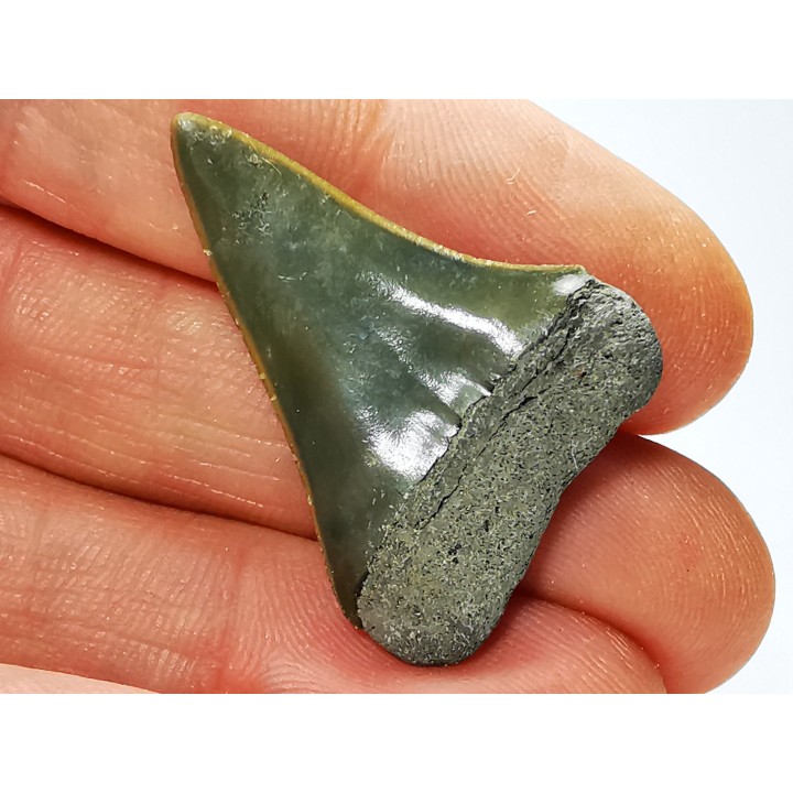 shark tooth: CARCHARODON HASTALIS,  Miocene-Pliocene, Belgium