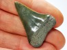 shark tooth: CARCHARODON HASTALIS, Miocene-Pliocene, Belgium