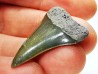shark tooth: CARCHARODON HASTALIS, Miocene-Pliocene, Belgium