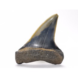 dent de requin: CARCHARODON HASTALIS - Miocène-Pliocène - Belgique