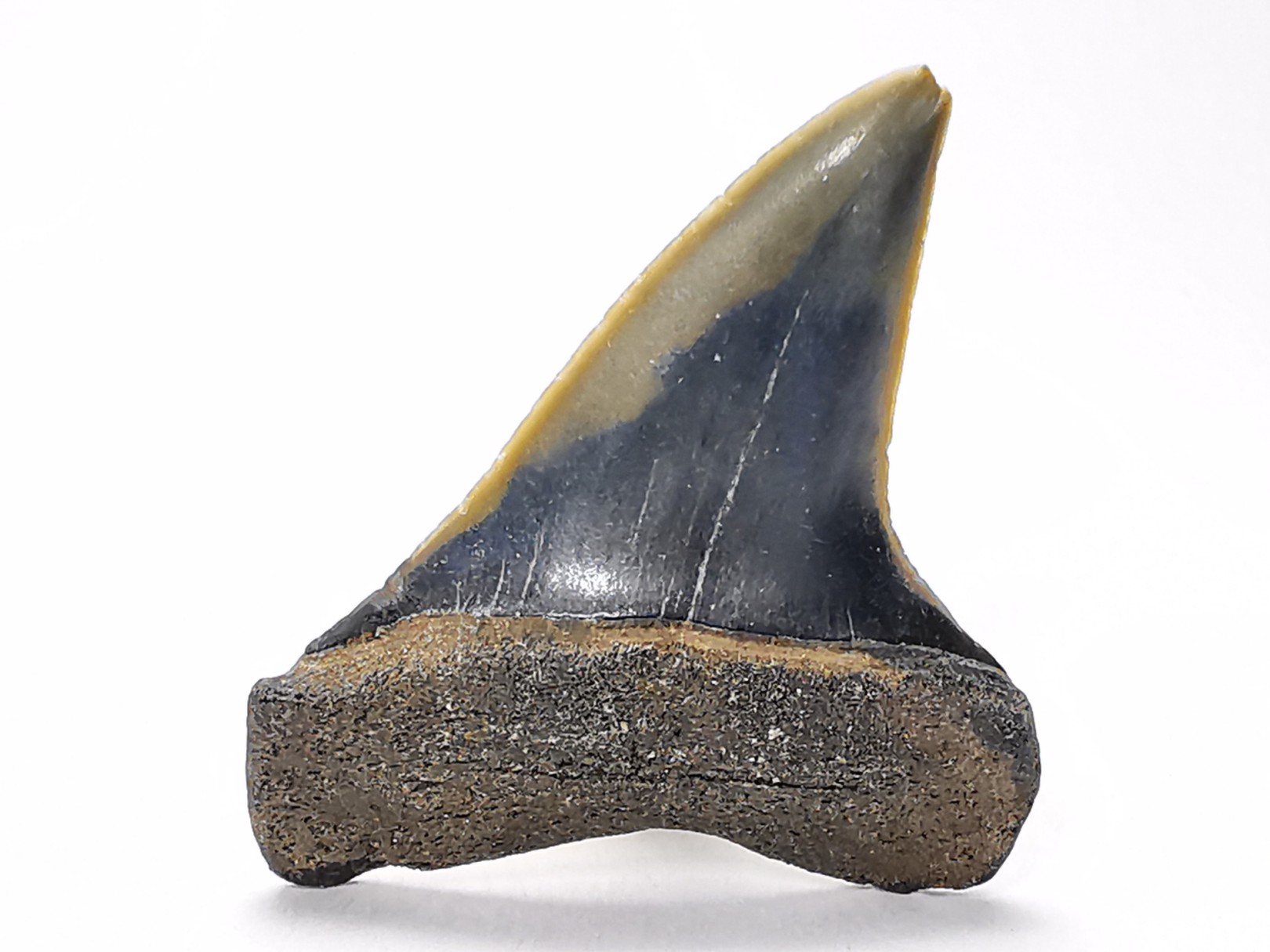 shark tooth: CARCHARODON HASTALIS, Miocene-Pliocene, Belgium