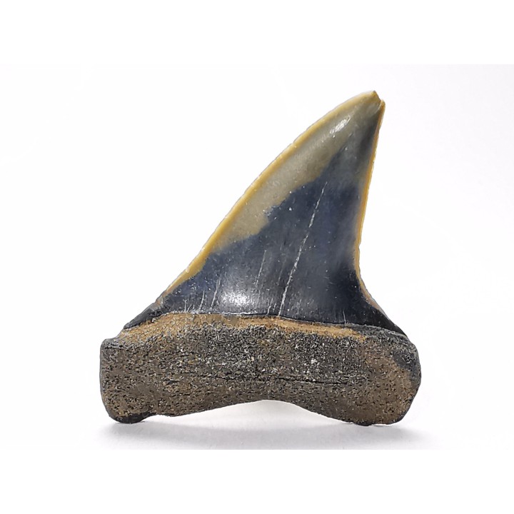 dent de requin: CARCHARODON HASTALIS - Miocène-Pliocène - Belgique