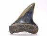 shark tooth: CARCHARODON HASTALIS, Miocene-Pliocene, Belgium
