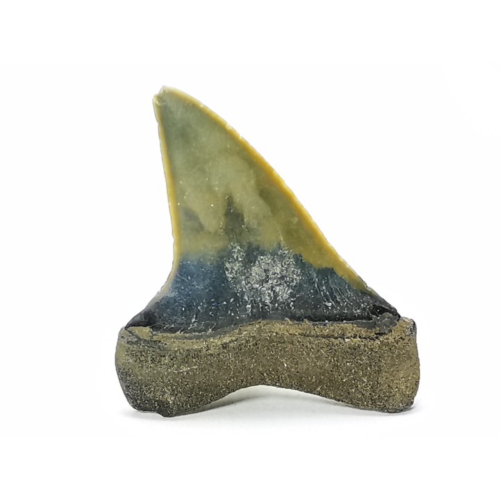 dent de requin: CARCHARODON HASTALIS - Miocène-Pliocène - Belgique