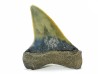 shark tooth: CARCHARODON HASTALIS, Miocene-Pliocene, Belgium
